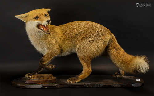 Mid Victorian Period Taxidermy Large Red Fox - fine quality work, well mounted. Fine specimen in