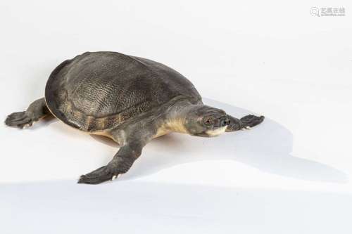 TORTUE NATURALISEE Dogania subplana CITES II/B.