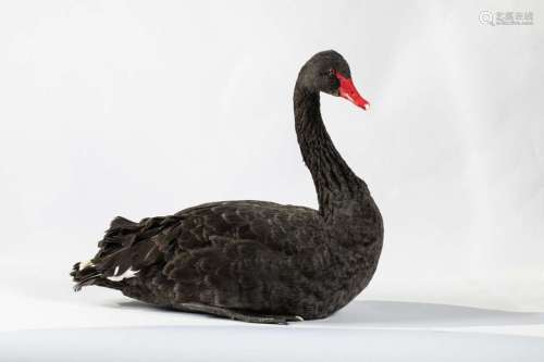 CYGNE NOIR \r\n Cygnus atratus