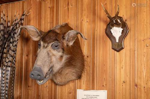 FRONTAL ET  TETE EN CAPE DE CHEVREUIL \r\n Capreolus…