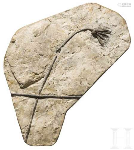 Fossilisierte Seelilie, ca. 80 Millionen Jahre altVersteinerung einer Seelilie (Crinoidea) aus der