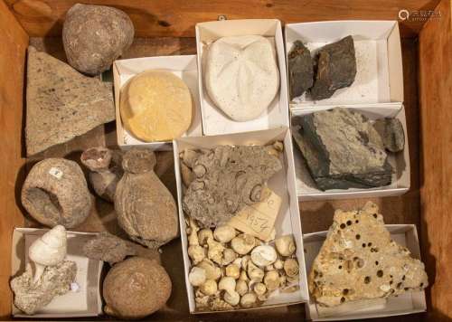 Réunion de roches et fossiles.