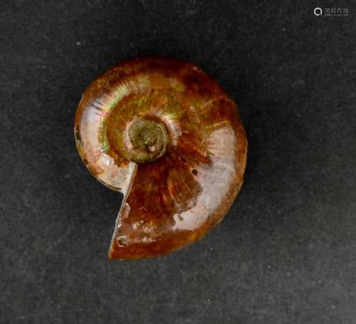 Ammonite.Opalisation rouge.L:3cm. Crétacé.Env 80 m…