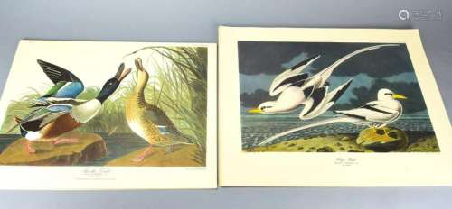 Collection of Vintage Audubon Bird Engravings