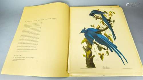 Collection of Vintage Audubon Bird Engravings