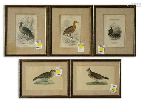 Ornithological Prints, Crested Lark, White-Winged Lark,