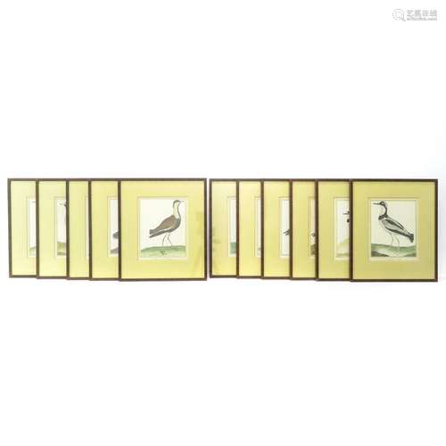 Eleven Bird Engravings by Martinet