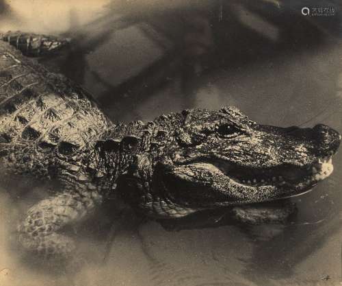 著名摄影家郎静山1940年代写生珍品照片《鳄鱼》