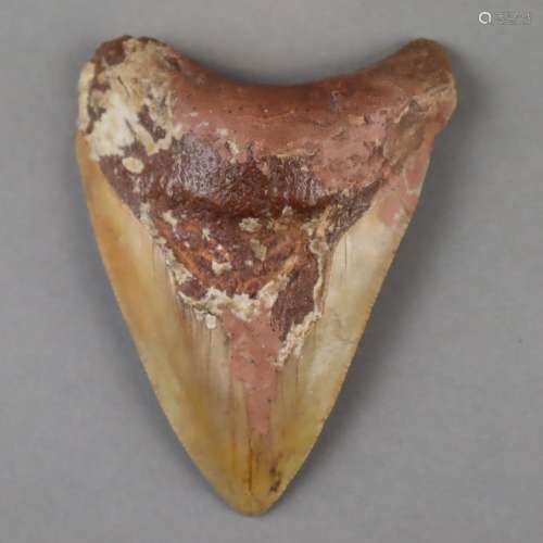 Fossiler Haifischzahn - vermutlich Carcharocles m…