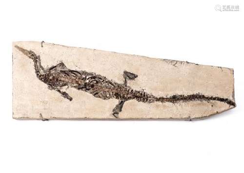 Fossile probable de Claudiosaurus - Fossile probable de Claudiosaurus, probablement [...]