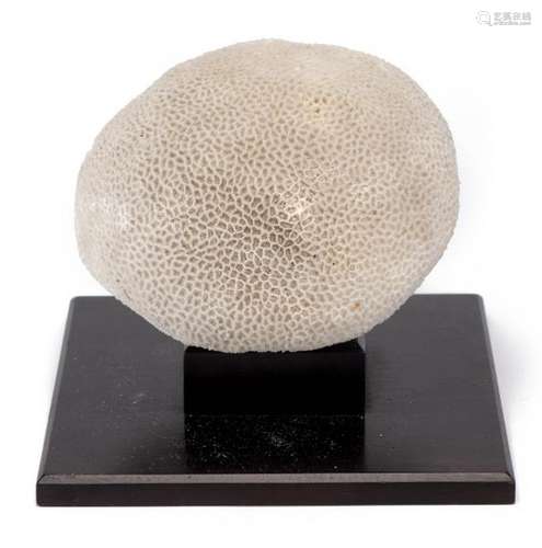 Importante boule de corail blanc - Importante boule de corail blanc posée sur un [...]