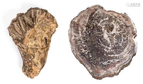 Fossile de mollusque bivalve et une section de tronc d'arbre pétrifié ou bois [...]