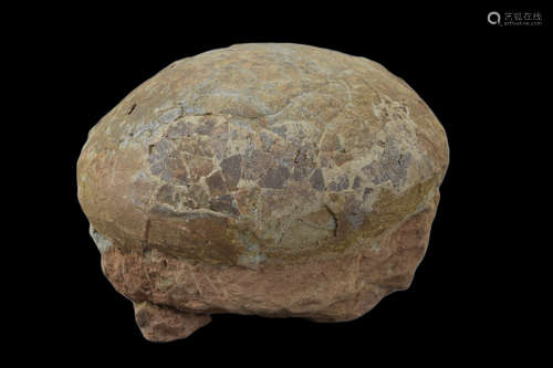 Genuine Fossilised Dinosaur Egg – Hadrosaur. Length 16.5cm (6.5 inches). Cretaceous period (c. 85 –