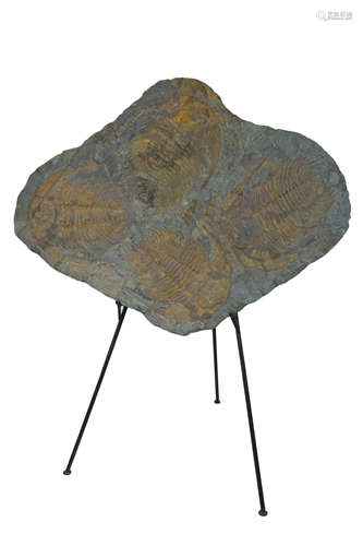 A Large Multiple Paradoxides Trilobite Fossil Plaque (Ex. Christie’s). Comprising of five trilobites