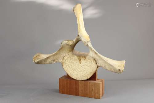 A Humpback Whale Vertebrae, approx 49 x 49 cms, raised on a square base