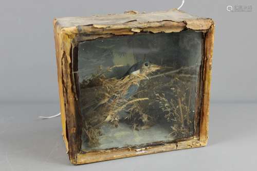 A Victorian Kingfisher; the kingfisher perched on a branch in a case, the case approx 26 x 24 x 14 cms