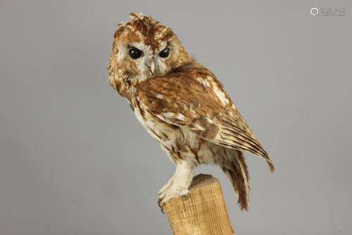 A Taxidermy Tawny Owl, approx 40 cms h, raised on a wooden plinth