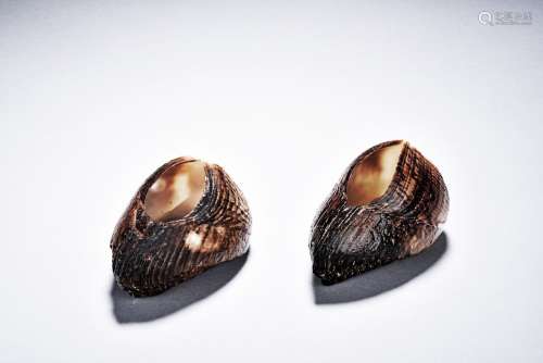 A PAIR OF NATURAL SHELLS