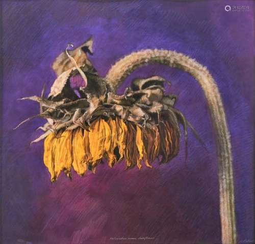 Kate Breakey (1957) - Helianthus annuus, Sunflower, de la série Flowers, 2001, [...]