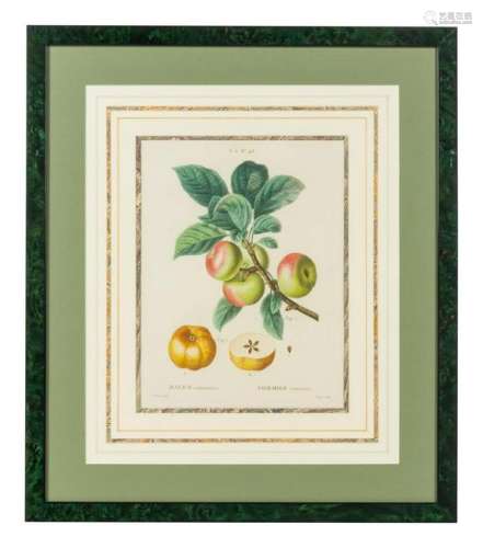 Six French Botanical Prints