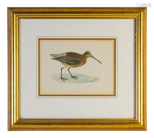 A Group of Twelve Framed Ornithological Prints