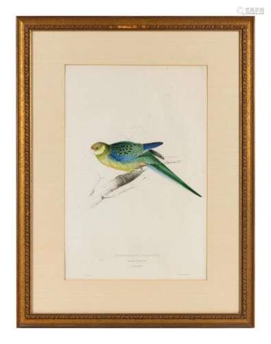A Pair of Ornithological Prints