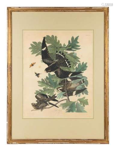 An Ornithological Print