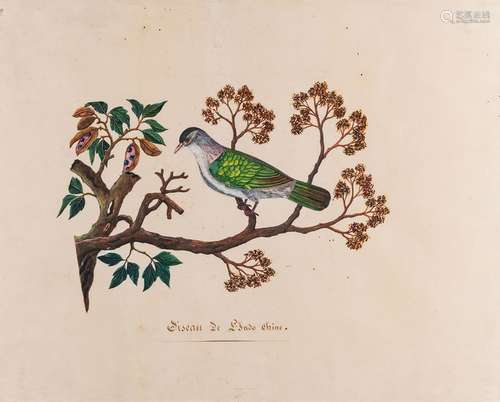 École FRANCAISE du XIXème siècle Oiseau de L’Indo …