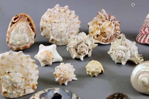 A quantity of shells and coral; the box contains many shells including conch, cowrie, abalone, white and dark coral amongst others