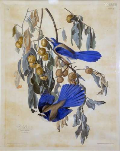 John James Audubon (1785 - 1851), 