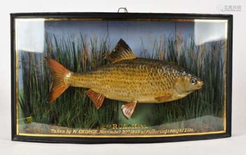 A bow fronted glazed display case, holding a mounted piece of taxidermy, being a roach 