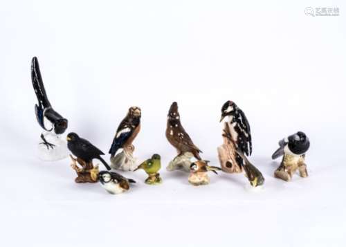 A large collection of ceramic bird figures, featuring blackbirds, bluetits, woodpeckers, magpies and