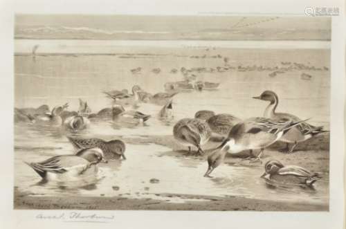 Archibald Thorburn, a signed print, ducks, printed signature and dated 1905 and signed in pencil