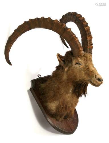 Taxidermy. An Alpine Ibex head & shoulder mounted on a shield shaped oak plaque.