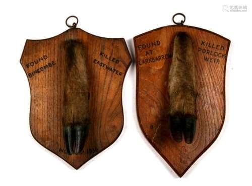 Taxidermy. Two deer slots mounted on shield shaped oak plaques, one dated 1936.