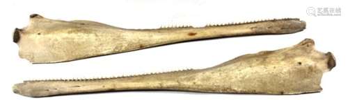 Taxidermy. Two marine mammal jawbones with teeth, each 35cms long.