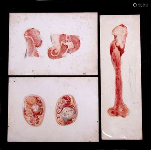 D Davison (Early 20th century) a group of watercolour anatomical studies, the largest 40 by 28cms (