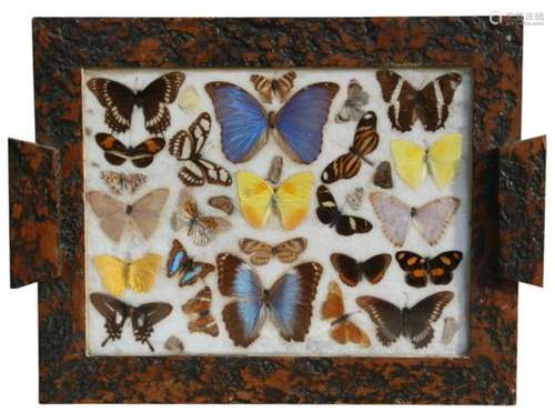 An early 20th century wooden tray with over 30 different butterflies behind glazed central panel.