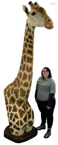 LG Taxidermy African Big Game Bust Mount Giraffe