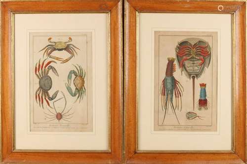 2x 18th Century hand-colored engravings. Crab and