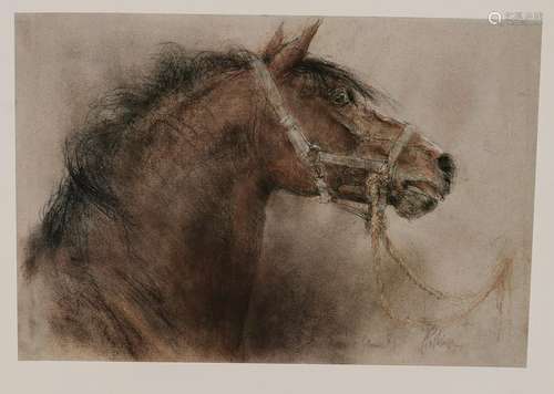 Piet Klaase. 20th century. Horse Head. Lithograph on