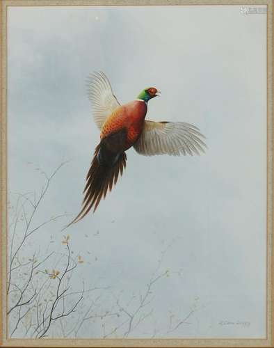 R. Davind Digby, 1936. Choleric pheasant. Watercolor on