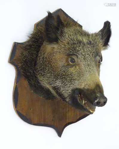 A taxidermy wild boar head mounted on a shield shaped pine back board, 22