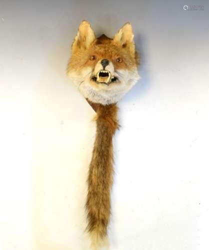 Taxidermy - Fox head on a shield shape mount, with tail