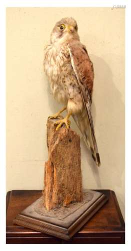 Taxidermy - Preserved Kestrel, perched upon a stump, 38.5cm high overall