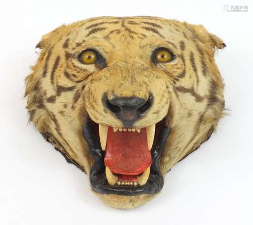 Victorian taxidermy tiger's head by Rowland Ward of Piccadilly London, label to the reverse, 48cm