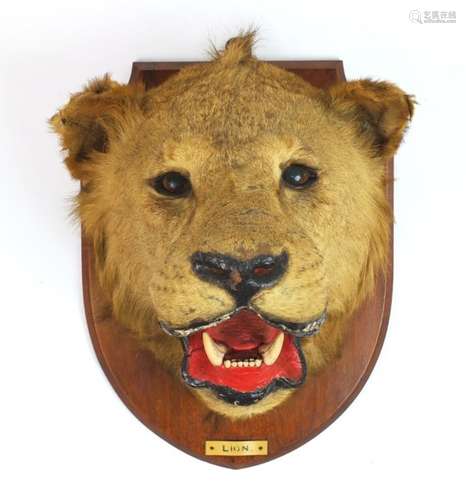 Taxidermy lion's head with mahogany shield back, 50cm high : For Further Condition Reports Please