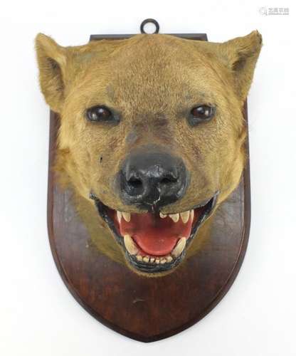 Taxidermy hyena head mounted on an oak shield back, with Edward Gerrard & Sons Taxidermist label