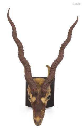 Taxidermy gazelle head on an oak shield back, 65cm high : For Further Condition Reports Please Visit