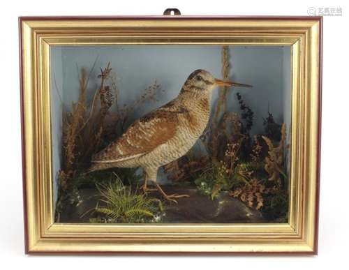 Taxidermy glazed display of a woodcock, T E Gunn Naturists label to the reverse, 38.5cm H x 47cm W x